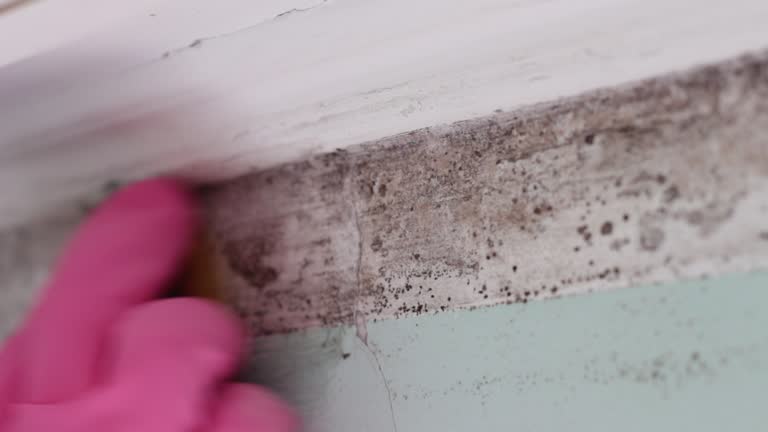 Best Environmental Consulting for Mold Prevention  in USA